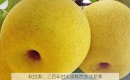 秋白梨：三百年时光淬炼的东北珍果